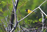 Spot-winged Grosbeakborder=